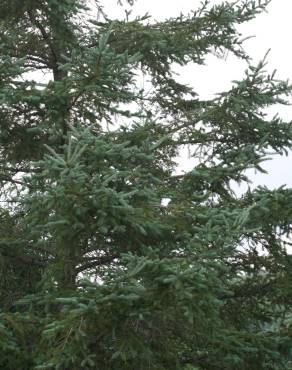 Fotografia 6 da espécie Picea glauca no Jardim Botânico UTAD