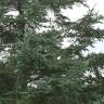Fotografia 6 da espécie Picea glauca do Jardim Botânico UTAD