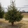 Fotografia 7 da espécie Picea glauca do Jardim Botânico UTAD