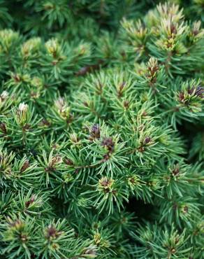 Fotografia 8 da espécie Picea glauca no Jardim Botânico UTAD