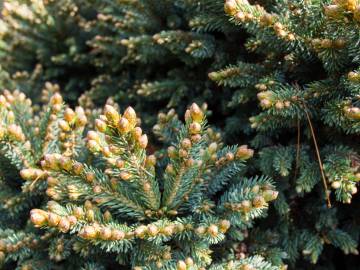 Fotografia da espécie Picea glauca