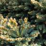 Fotografia 9 da espécie Picea glauca do Jardim Botânico UTAD