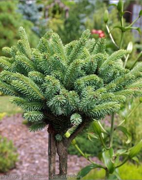 Fotografia 10 da espécie Picea glauca no Jardim Botânico UTAD