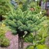 Fotografia 10 da espécie Picea glauca do Jardim Botânico UTAD