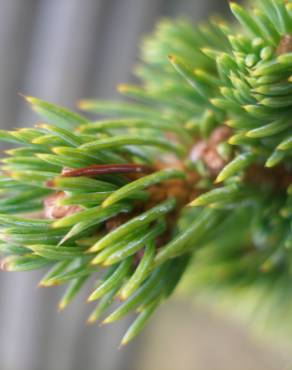 Fotografia 11 da espécie Picea glauca no Jardim Botânico UTAD