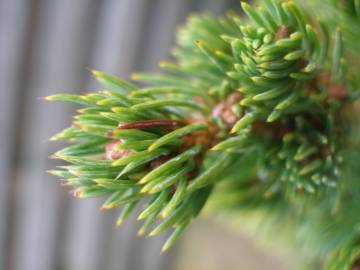 Fotografia da espécie Picea glauca