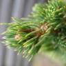Fotografia 11 da espécie Picea glauca do Jardim Botânico UTAD