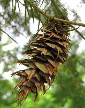 Fotografia 12 da espécie Picea glauca no Jardim Botânico UTAD