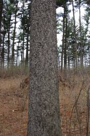 Fotografia da espécie Picea glauca