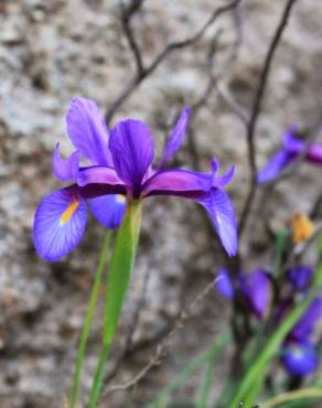 Fotografia 1 da espécie Iris boissieri no Jardim Botânico UTAD