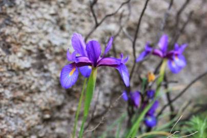 Fotografia da espécie Iris boissieri