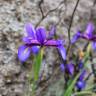 Fotografia 1 da espécie Iris boissieri do Jardim Botânico UTAD