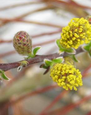 Fotografia 6 da espécie Salix repens no Jardim Botânico UTAD