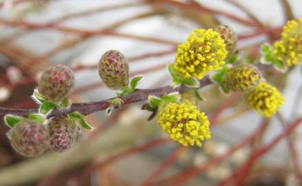 Fotografia da espécie Salix repens