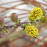 Fotografia 6 da espécie Salix repens do Jardim Botânico UTAD