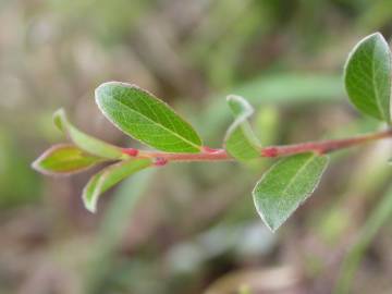 Fotografia da espécie Salix repens