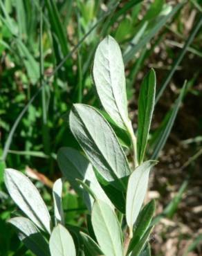 Fotografia 9 da espécie Salix repens no Jardim Botânico UTAD