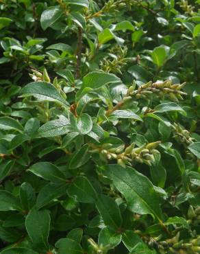 Fotografia 14 da espécie Salix repens no Jardim Botânico UTAD