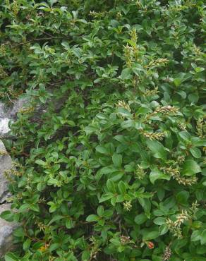 Fotografia 15 da espécie Salix repens no Jardim Botânico UTAD