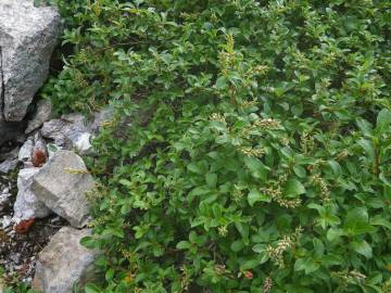 Fotografia da espécie Salix repens