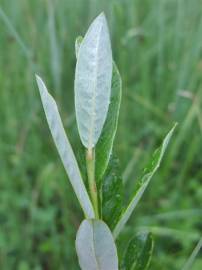 Fotografia da espécie Salix repens