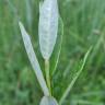 Fotografia 16 da espécie Salix repens do Jardim Botânico UTAD