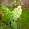 Fotografia 18 da espécie Salix repens do Jardim Botânico UTAD