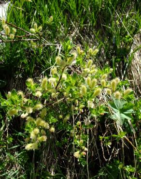 Fotografia 22 da espécie Salix repens no Jardim Botânico UTAD