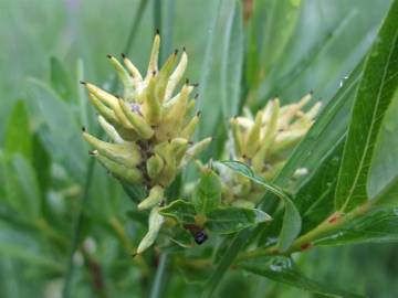 Fotografia da espécie Salix repens