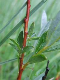 Fotografia da espécie Salix repens