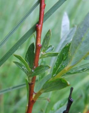 Fotografia 25 da espécie Salix repens no Jardim Botânico UTAD