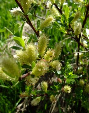 Fotografia 1 da espécie Salix repens no Jardim Botânico UTAD