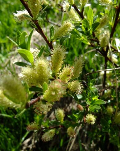 Fotografia de capa Salix repens - do Jardim Botânico