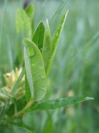 Fotografia da espécie Salix repens