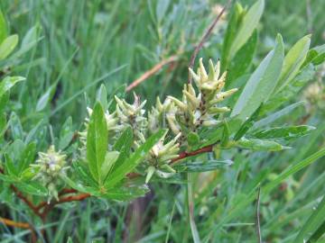 Fotografia da espécie Salix repens