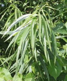 Fotografia da espécie Salix viminalis