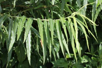 Fotografia da espécie Salix viminalis