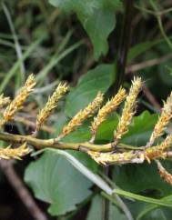Salix viminalis