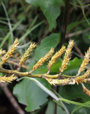 Fotografia 1 da espécie Salix viminalis no Jardim Botânico UTAD