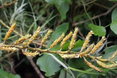 Fotografia da espécie Salix viminalis