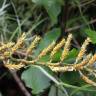 Fotografia 1 da espécie Salix viminalis do Jardim Botânico UTAD