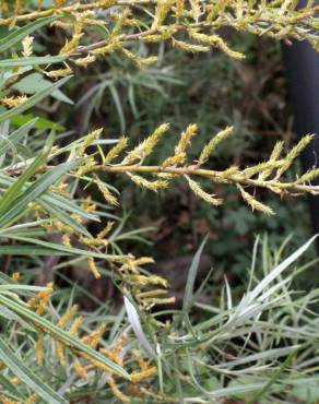 Fotografia 10 da espécie Salix viminalis no Jardim Botânico UTAD