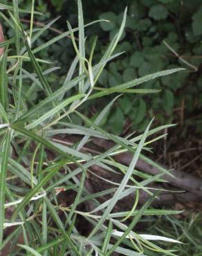 Fotografia 11 da espécie Salix viminalis no Jardim Botânico UTAD