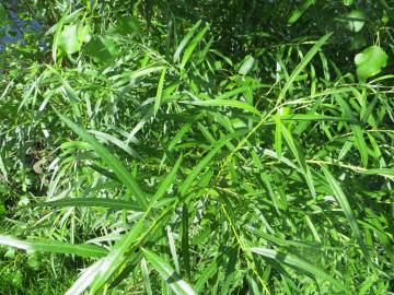 Fotografia da espécie Salix viminalis