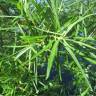 Fotografia 15 da espécie Salix viminalis do Jardim Botânico UTAD