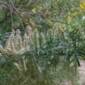 Fotografia 17 da espécie Salix viminalis do Jardim Botânico UTAD