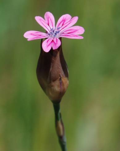 Fotografia de capa Petrorhagia dubia - do Jardim Botânico