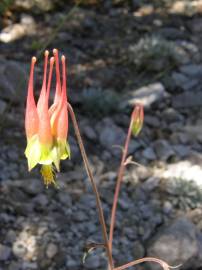 Fotografia da espécie Aquilegia skinneri