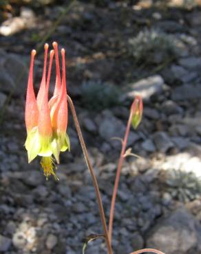 Fotografia 6 da espécie Aquilegia skinneri no Jardim Botânico UTAD