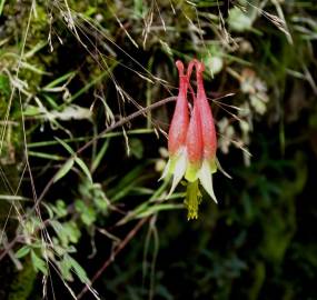 Fotografia da espécie Aquilegia skinneri